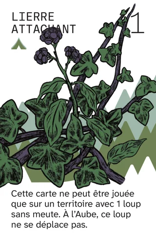 Lierre attachant, 1 : cette carte ne peut être jouée que sur un territoire avec 1 loup sans meute. À l’Aube, ce loup ne se déplace pas.
